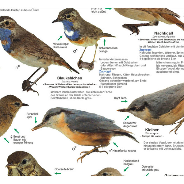 Planet Poster Editions Plakaty Einheimische Gartenvögel