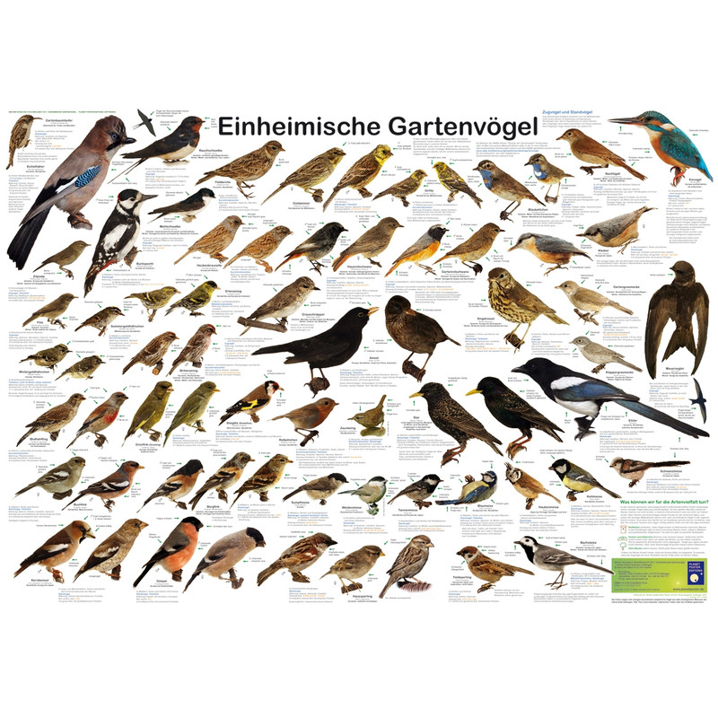 Planet Poster Editions Plakaty Einheimische Gartenvögel